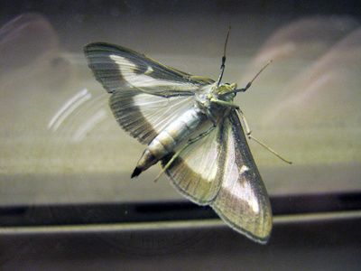 Buchsbaumzündsler-Schmetterling (c) gerhard metzger/pixelio.de